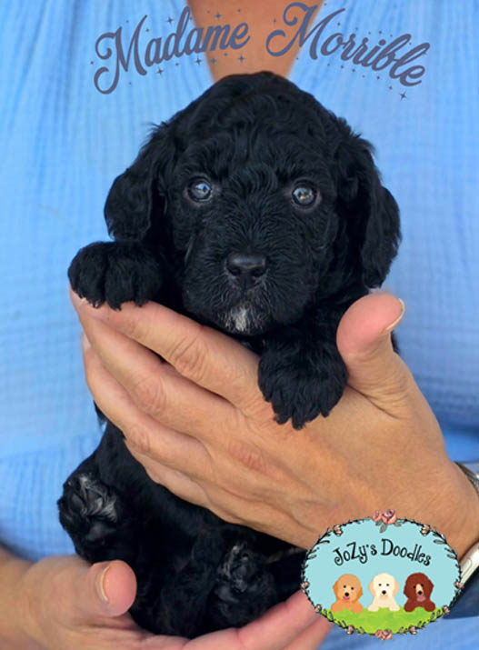 Wicked Litter - 4 week pics - layered copy_0000s_0005_Morrible Madam Morrible Female Golden Doodle Puppy JoZy's Doodles Panama City FL