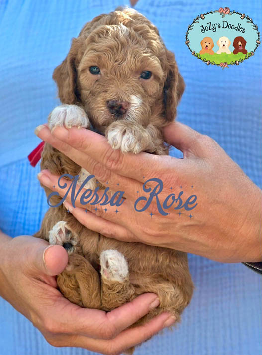 Wicked Litter - 4 week pics - layered copy_0000s_0006_Nessa Rose 4 Weeks.jpg Nessa Rose Female Golden Doodle Puppy JoZy's Doodles Panama City FL