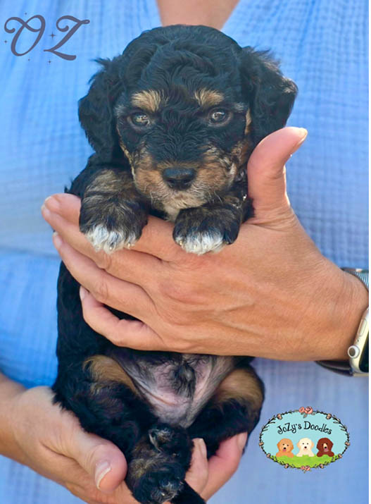 Wicked Litter - 4 week pics - layered copy_0000s_0007_Oz 4 Weeks.jpg Oz Male Golden Doodle Puppy JoZy's Doodles Panama City FL