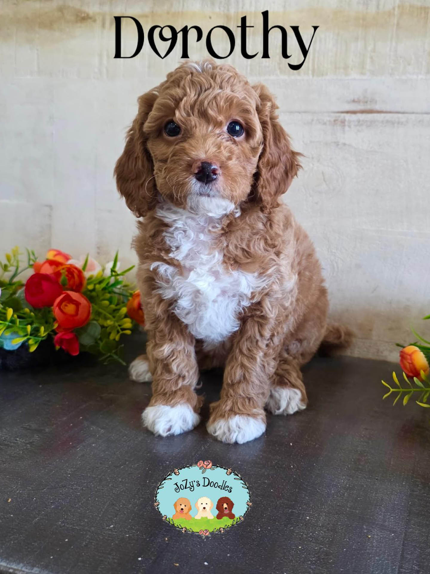 Dorothy Female Golden Doodle Puppy JoZy's Doodles Panama City FL