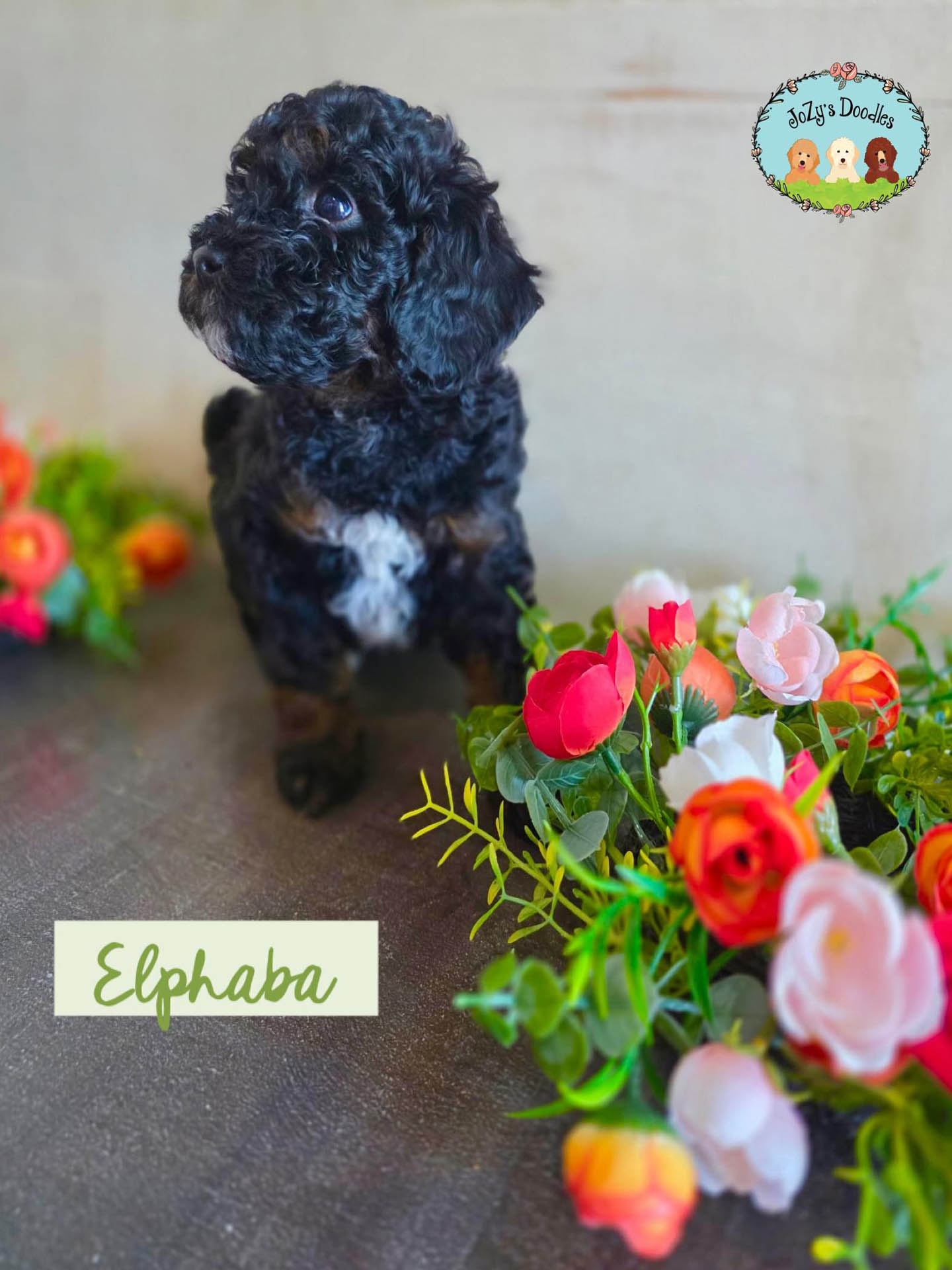 Elphaba Female Golden Doodle Puppy JoZy's Doodles Panama City FL
