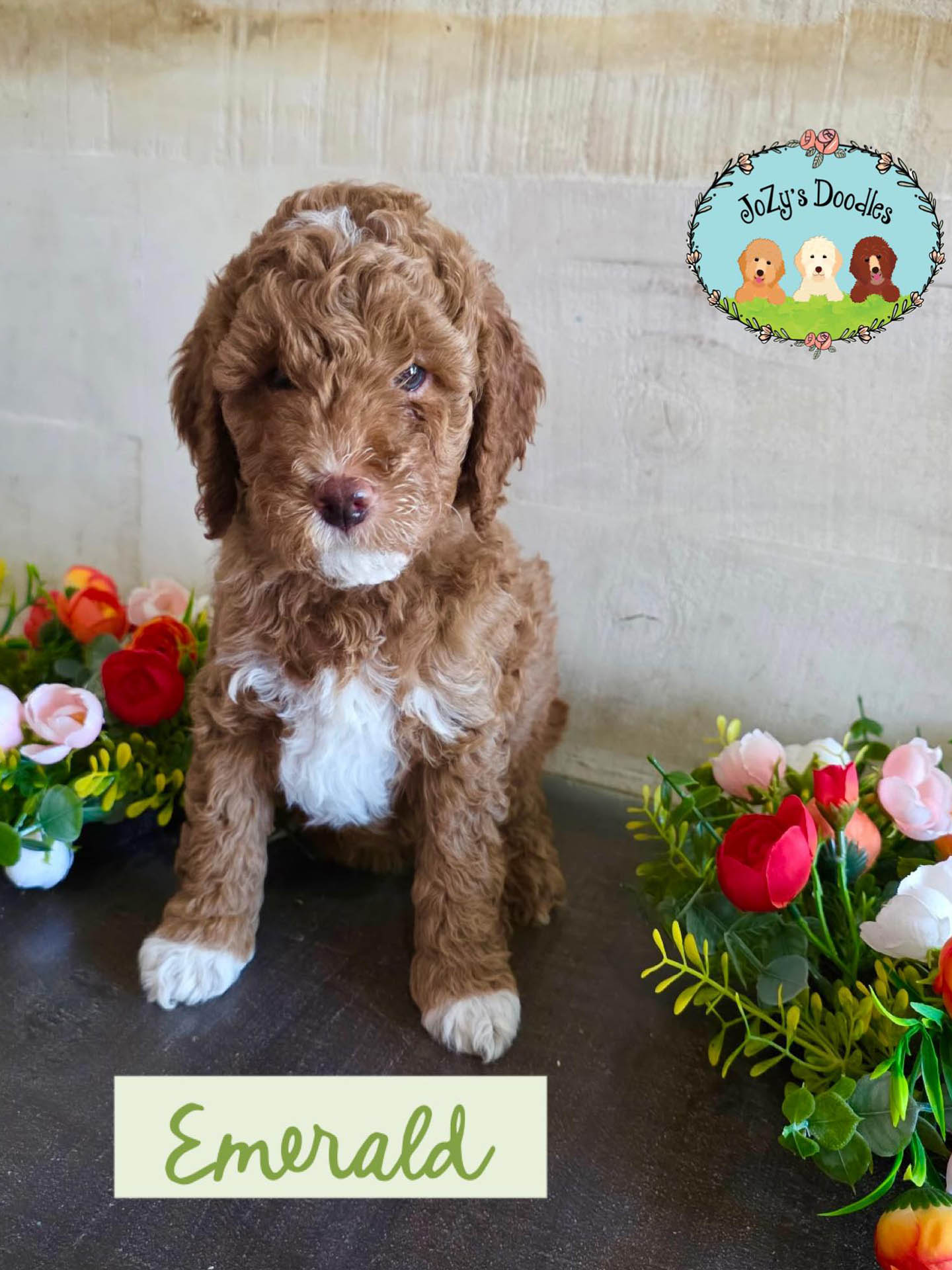 Emerald Female Golden Doodle Puppy JoZy's Doodles Panama City FL