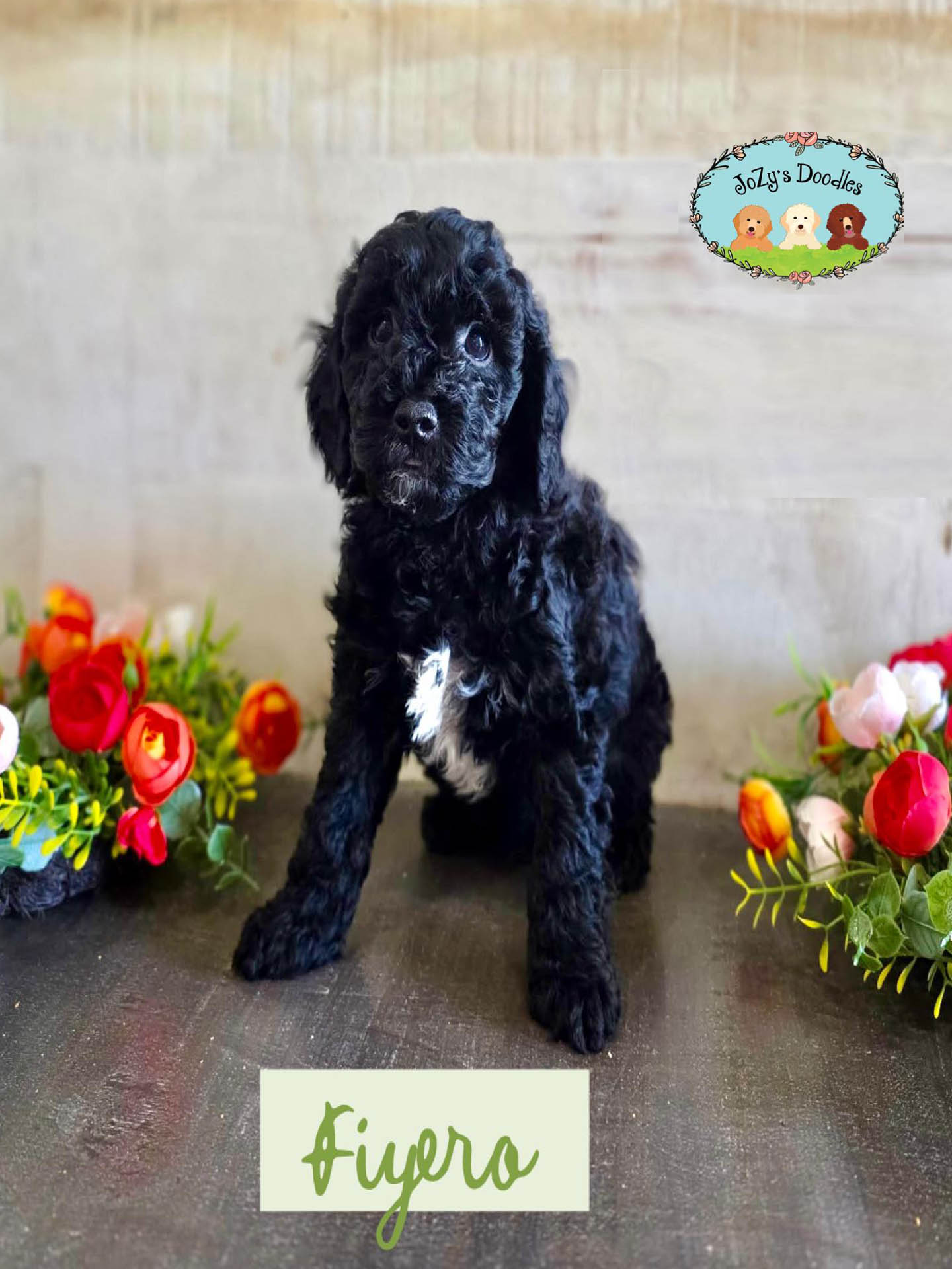 Fiyero Male Golden Doodle Puppy JoZy's Doodles Panama City FL