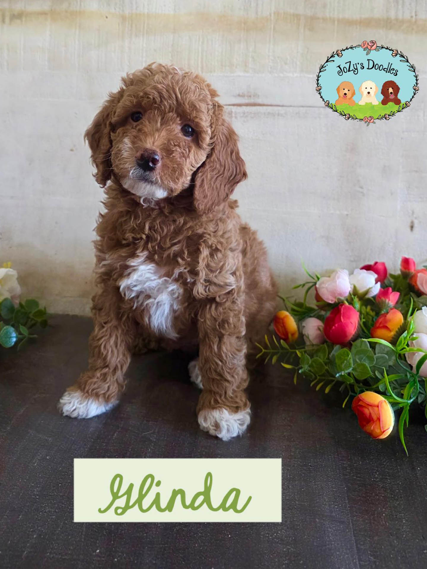 Glinda Female Golden Doodle Puppy JoZy's Doodles Panama City FL