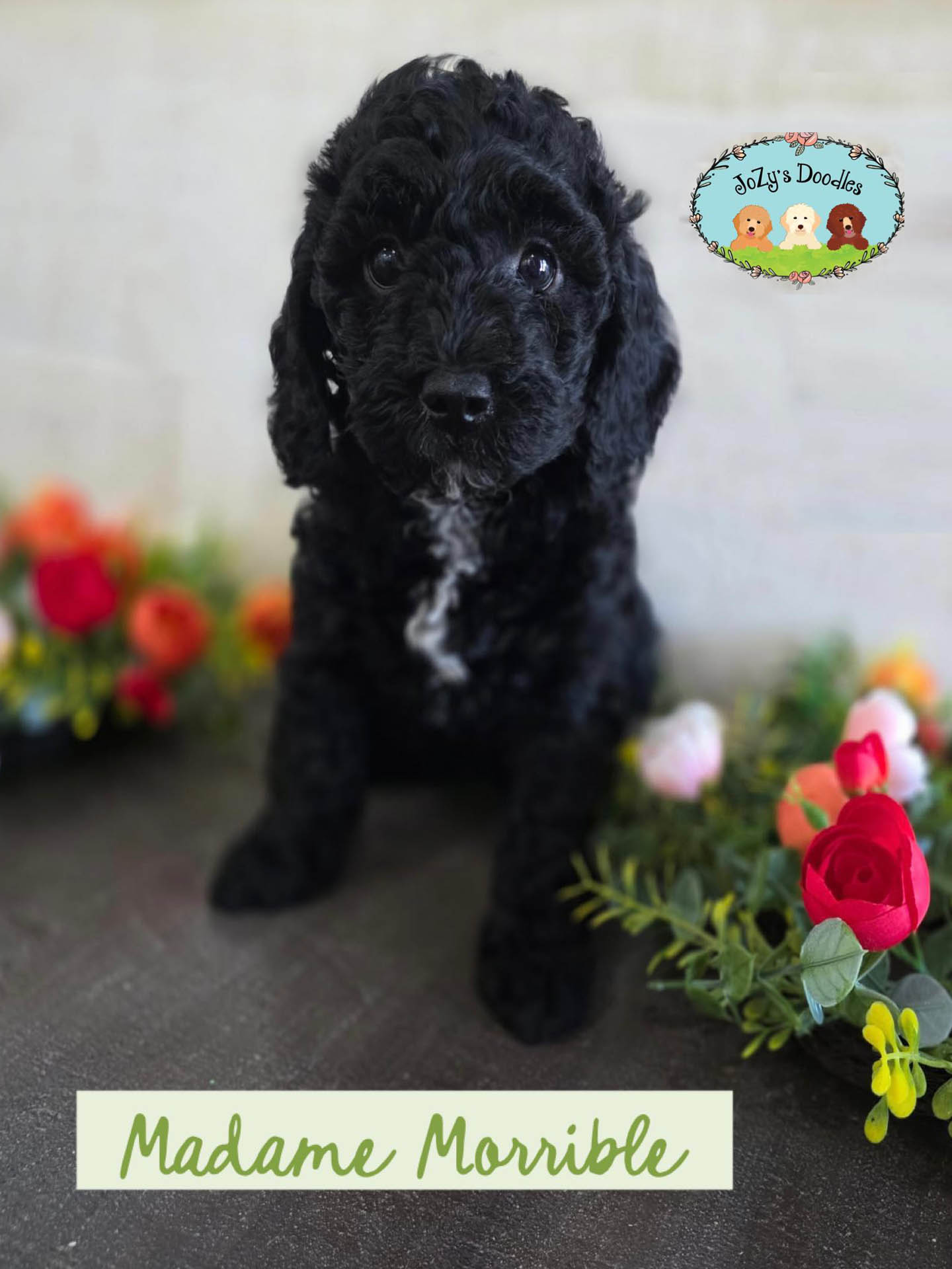 Madam Morrible Female Golden Doodle Puppy JoZy's Doodles Panama City FL