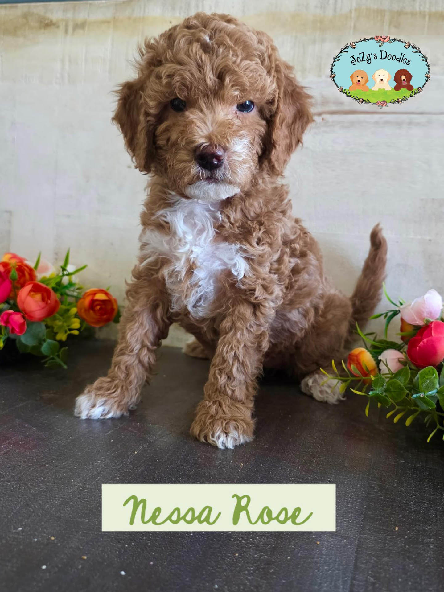 Nessa Rose Female Golden Doodle Puppy JoZy's Doodles Panama City FL