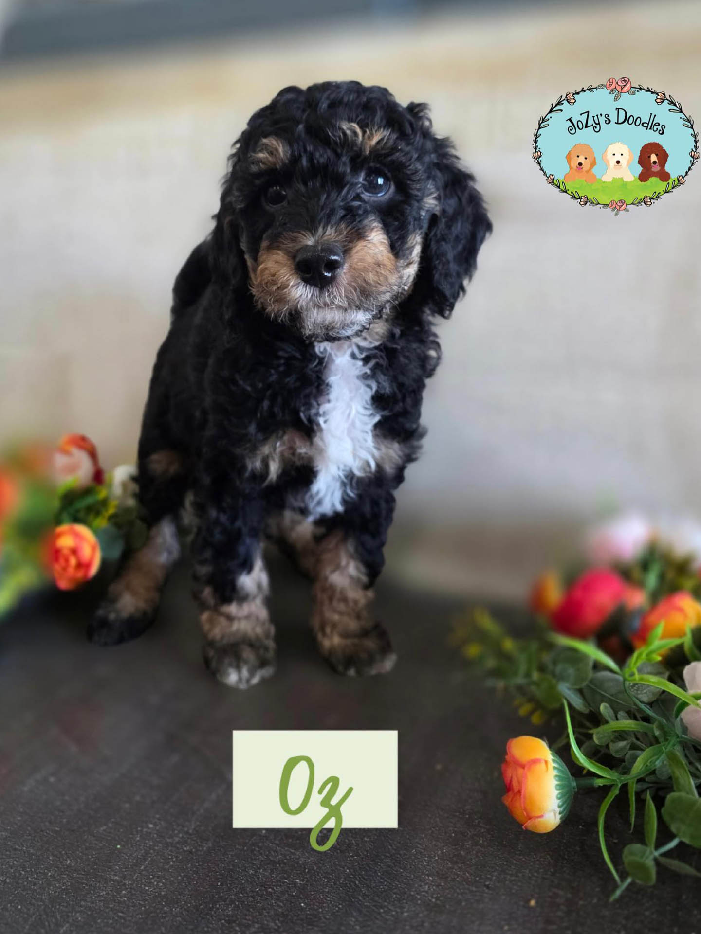 Oz Male Golden Doodle Puppy JoZy's Doodles Panama City FL